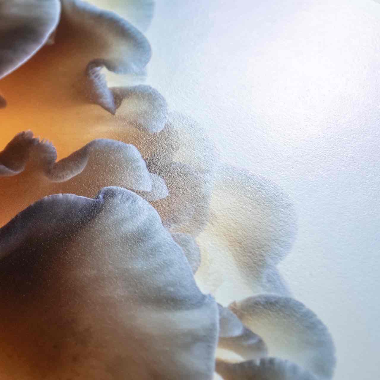 Giclée Prints (Hahnemüle)